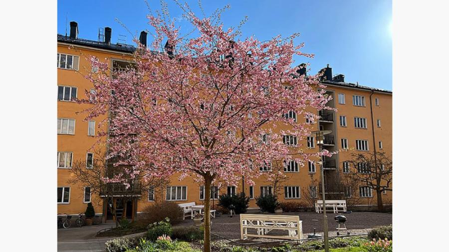 Innergården Brf Pontonjärkasern - april 2023.